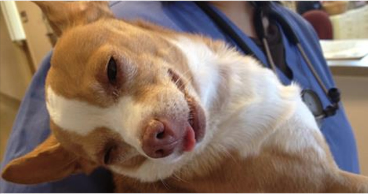 What Foods Are Dogs Most Allergic To What Foods Are Dogs Most Allergic To