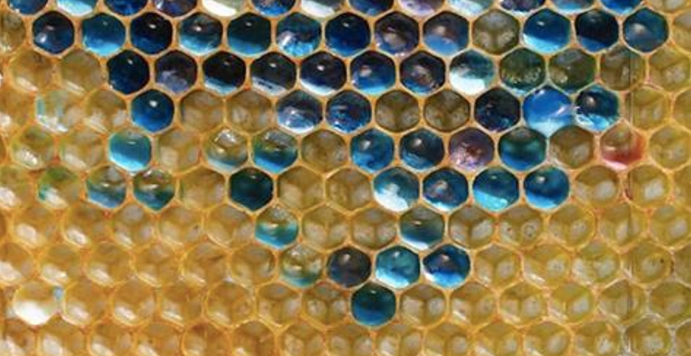 The photos of art found in nature will leave you awestruck trunk ...