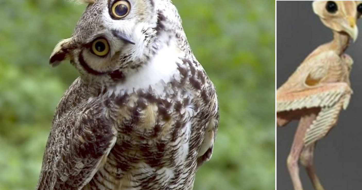 what does an owl look like without feathers what does an owl look like without feathers