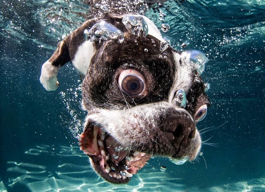 Think This Dog Swimming Is Crazy? Wait Until The It