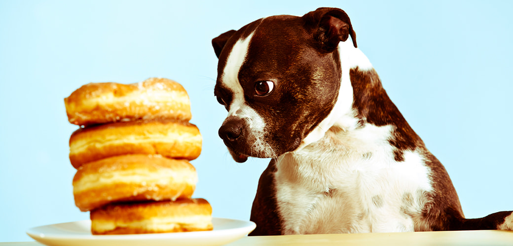 List Of Foods That Dogs Are Allergic To List Of Foods That Dogs Are Allergic To