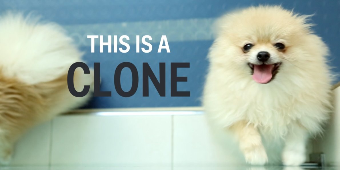 Scientists Can Now Clone Your Dead Dog, And People Are Actually Doing