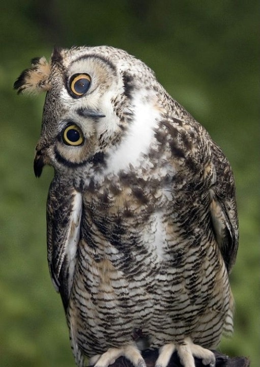 people are just finding out what owls look like without people are just finding out what owls look like without