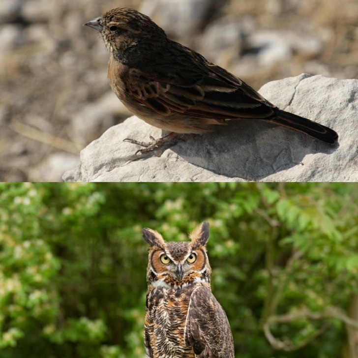 larks and owls essay larks and owls essay